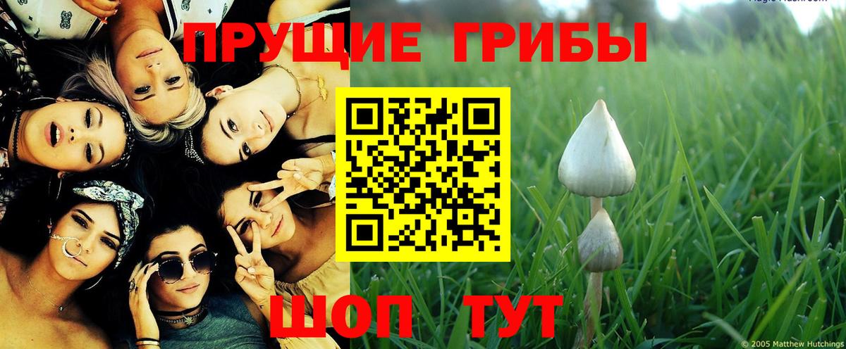 Самара  Псилоцибиновые грибы MAGIC MUSHROOMS  купить наркотик  Вход с VPN  Псилоцибиновые грибы мицелий 
